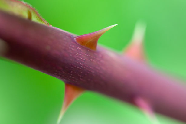 Thorns on a flower stem.
